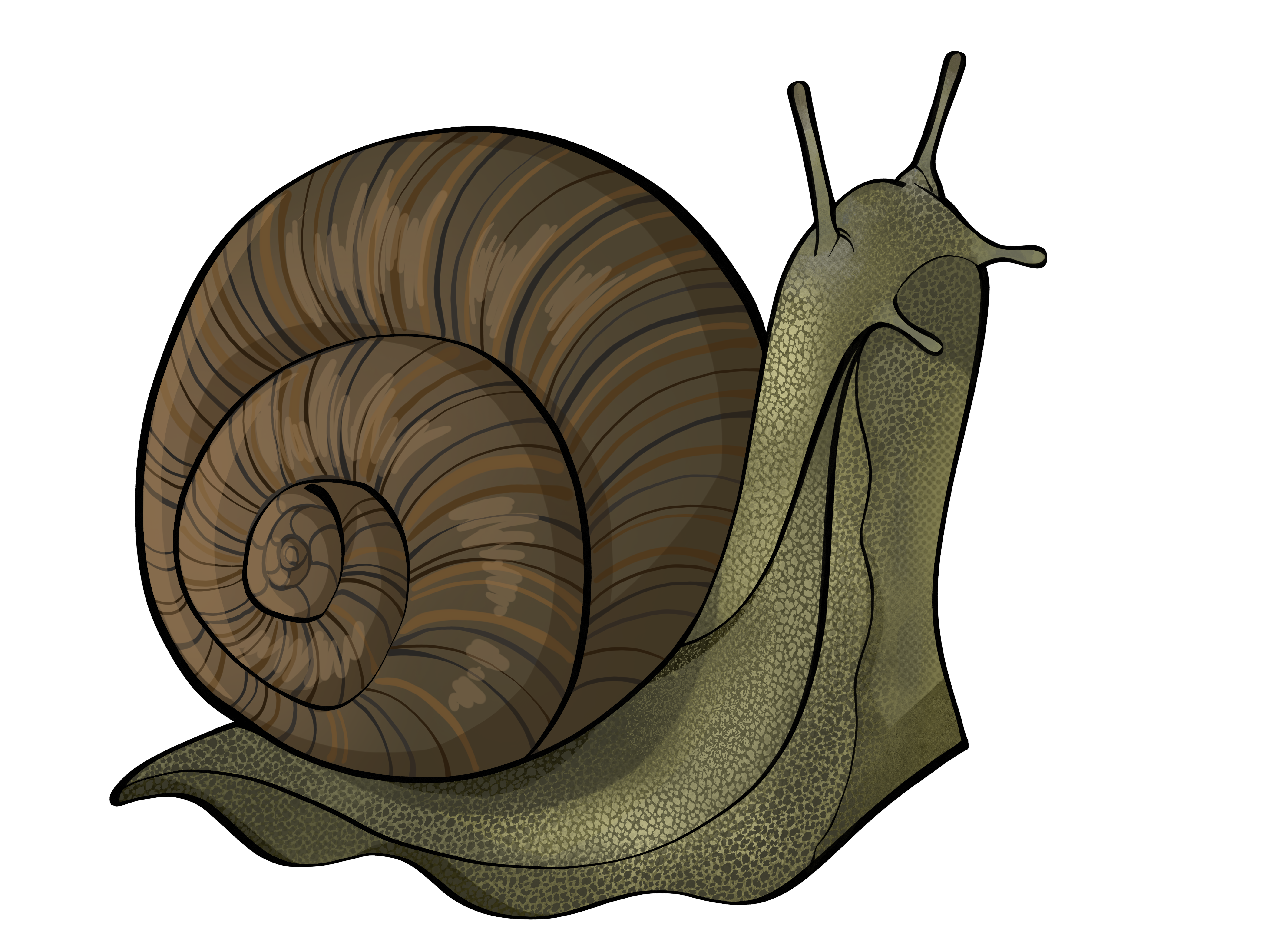 Snail