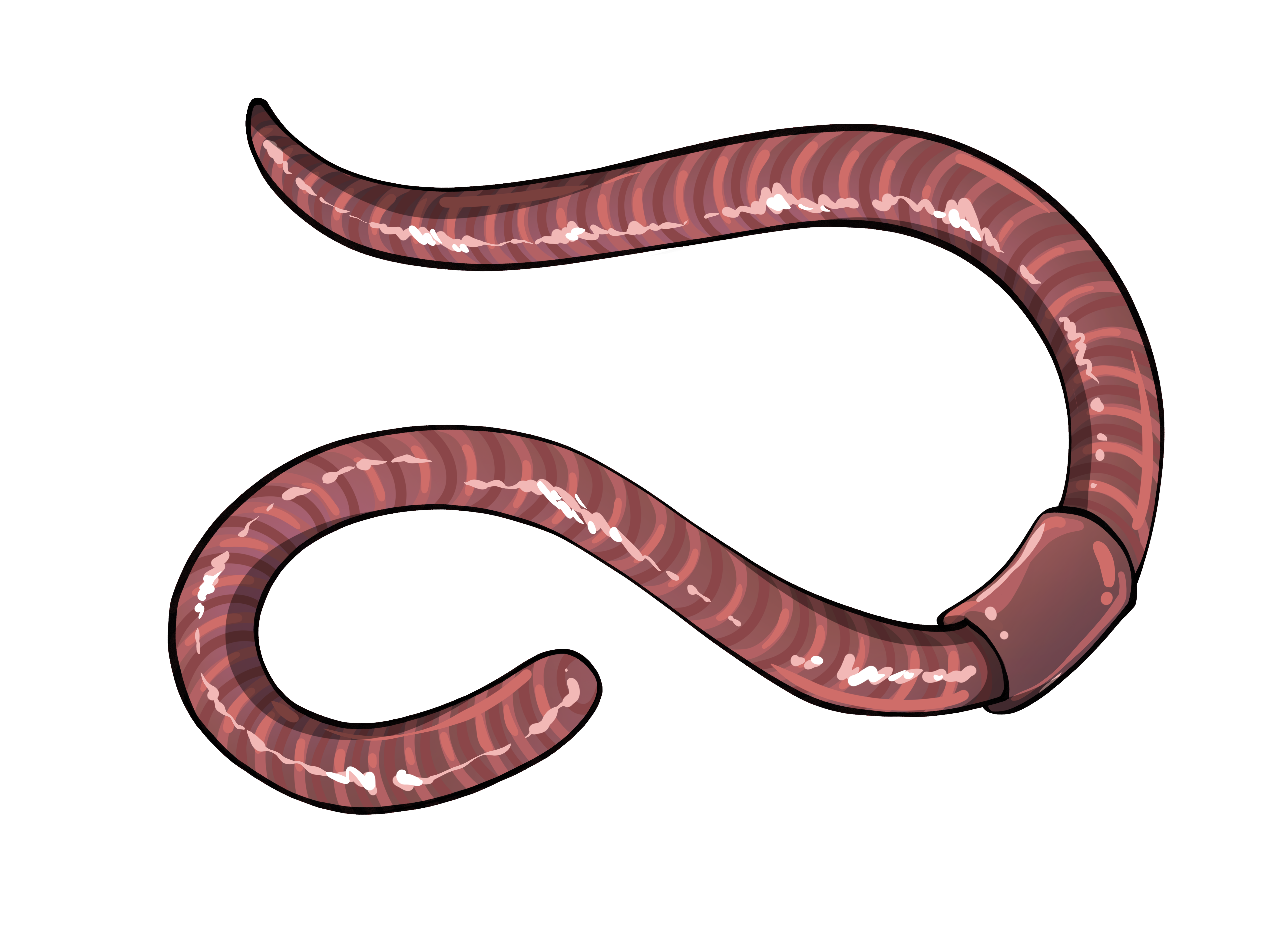 Worm